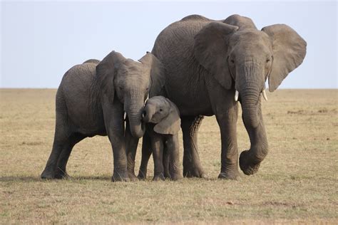 filler ortalama kaç yıl yaşar
